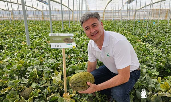 José Antonio Zafra muestra el melón piel de sapo Callejon / agroautentico.com