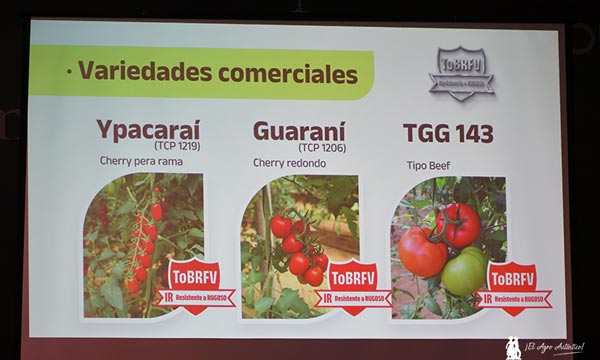 Variedades de tomate con resistencia a rugoso de Meridiem Seeds-noticias-agroautentico.com