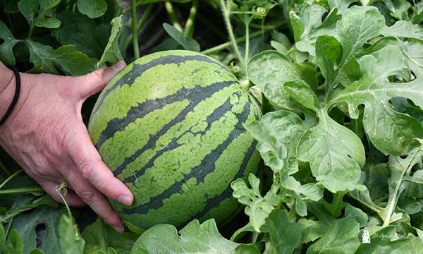 Nuevo polinizador con microsemillas de Semillas Fitó / agroautentico.com