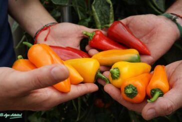 Sur Seeds introduce la resistencia a oídio en los tres colores del pimiento mini