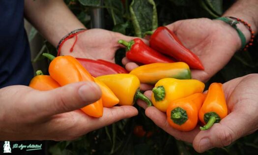 El pimiento mini de Sur Seeds en rojo, amarillo y naranja / agroautentico.com