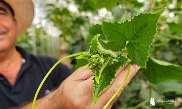 Bejo se estrena en el pepino tipo francés 