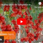 Regidor: Nuevo pera de Syngenta resistente a rugoso y Lt