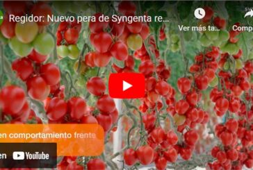 Regidor: Nuevo pera de Syngenta resistente a rugoso y Lt