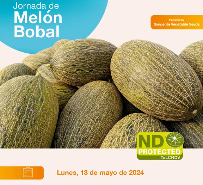 Día 13 de mayo. Jornada de melón Bobal ND de Syngenta