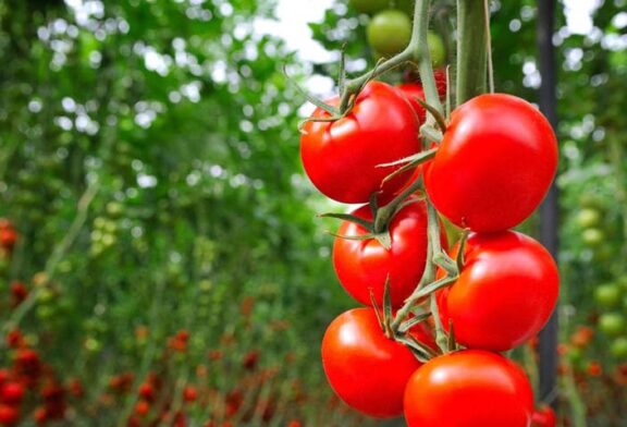 FMC anuncia el registro de Benevia como insecticida para uso foliar en invernadero