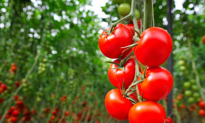 FMC consigue el Registro para Benevia® un nuevo insecticida, con la potencia de Cyayzpyr®, para uso foliar en cultivos hortícolas de invernadero / agroautentico.com