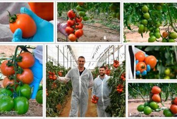 Gobernador y Regidor son los tomates tipo Caniles de Syngenta resistentes a rugoso