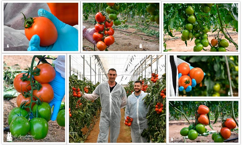 Gobernador y Regidor son los tomates tipo Caniles de Syngenta resistentes a rugoso