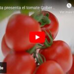 Syngenta presenta el tomate Gobernador resistente a rugoso. El legado de Caniles continúa