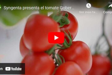 Syngenta presenta el tomate Gobernador resistente a rugoso. El legado de Caniles continúa