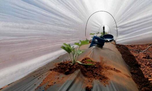 Túnel de sandía con BrioAgro en Paiporta / agroautentico.com