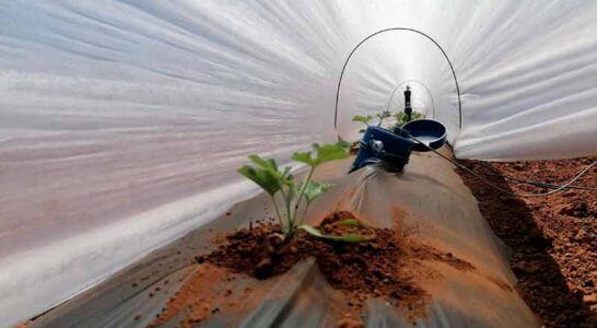 Túnel de sandía con BrioAgro en Paiporta / agroautentico.com