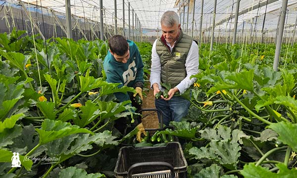 El resto de la gama de calabacín de Syngenta resistente a Nueva Delhi