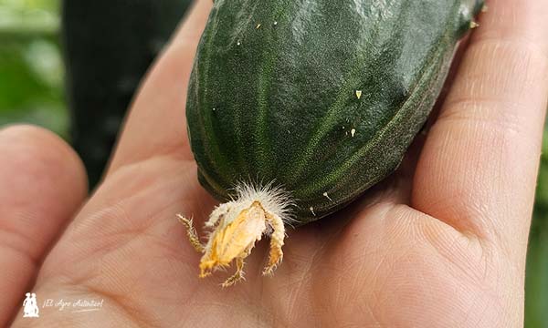 Bejo se estrena en el pepino tipo francés con la variedad Pombal-noticias-agroautentico.com