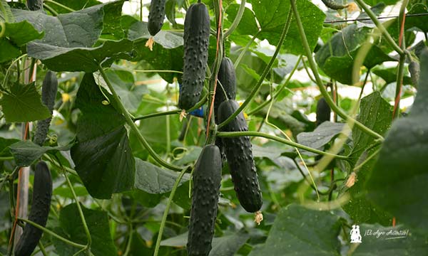 Bejo se estrena en el pepino tipo francés con la variedad Pombal-noticias-agroautentico.com