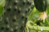 El pepino, judía, col y lechuga de Bejo en la feria de Almería