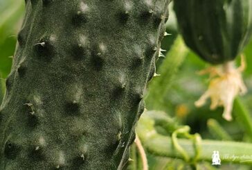 El pepino, judía, col y lechuga de Bejo en la feria de Almería