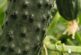 El pepino, judía, col y lechuga de Bejo en la feria de Almería