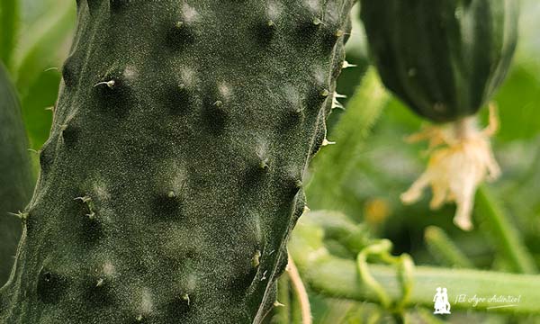 Bejo se estrena en el pepino tipo francés con la variedad Pombal-noticias-agroautentico.com