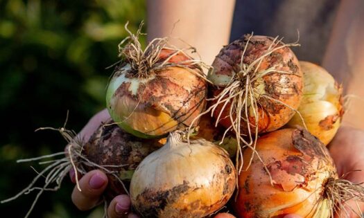 Bayer ofrece soluciones estratégicas para el cultivo de cebolla con productos específicos para todas las etapas de la cosecha