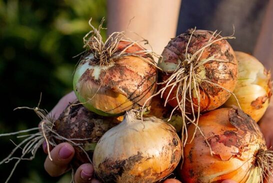 Bayer mira también a la cebolla para ofrecer protección en todas las etapas