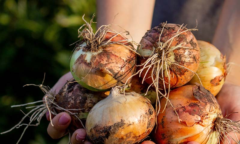 Bayer mira también a la cebolla para ofrecer protección en todas las etapas