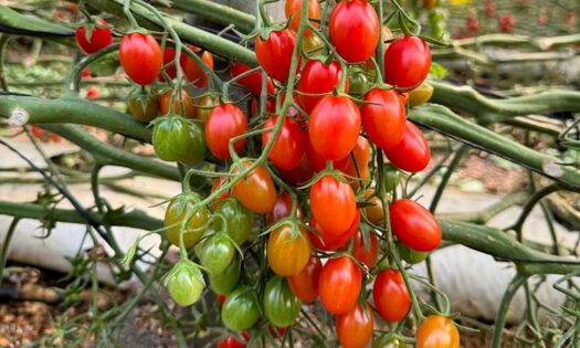 Brixtoner Vital, nuevo bioestimulante de Vellsam, potencia la acumulación de azúcares y favorece una mayor distribución de estos en el fruto-noticias-agroautentico.com