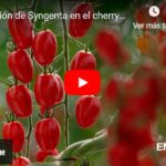 Revolución de Syngenta en el cherry pera con resistencia intermedia a rugoso