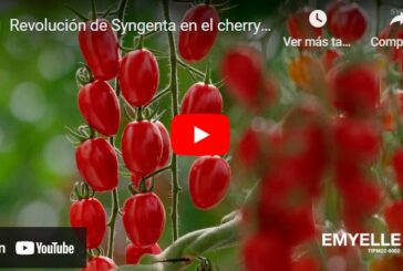 Revolución de Syngenta en el cherry pera con resistencia intermedia a rugoso