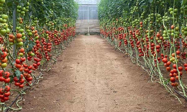 Los tomates rama de Harmoniz con gran calibre hasta el final