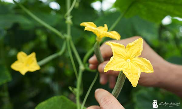 Floración en pepino con Quantum Flower / agroautentico.com