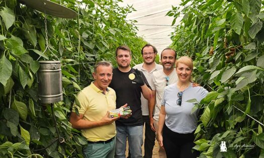 Antonio, técnico de Lupión y Rodríguez; con Federico y Guillermo, de Afepasa; en la finca de pimiento Palermo de Raúl y Priscila colocando los evaporadores de las pastillas de azufre / agroautentico.com