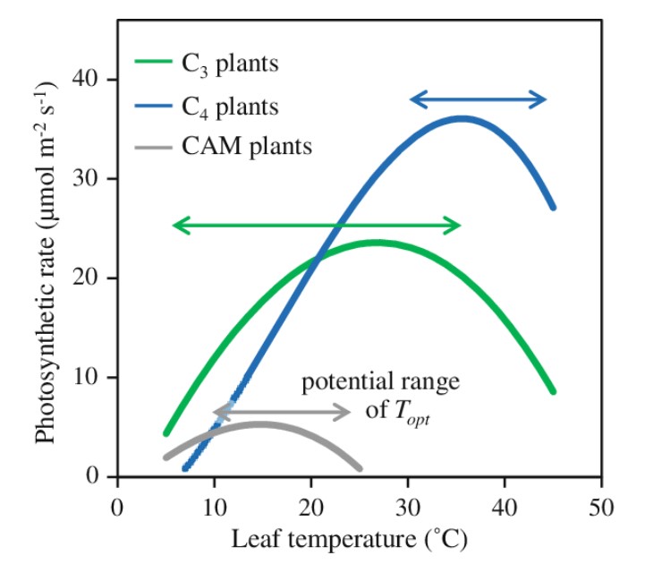 Efecto de la temperatura en el rango de fotosíntesis de plantas- ensayos Svensson