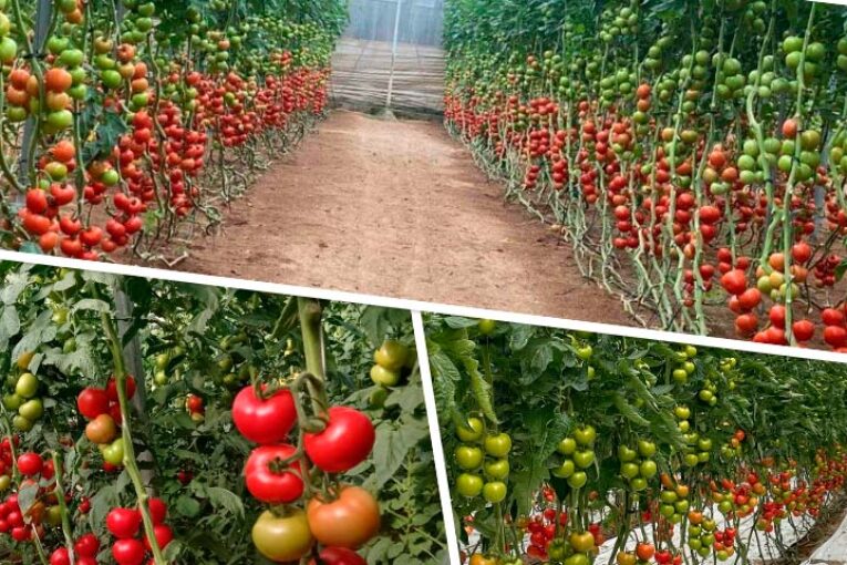 Los tomates rama de Harmoniz con gran calibre hasta el final