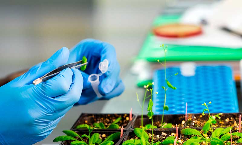 Syngenta crea una plataforma para impulsar la tecnología CRISPR