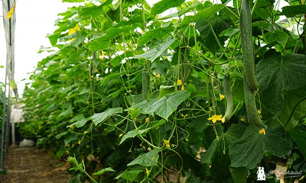 Pepino de primavera en la costa de Granada / agroautentico.com