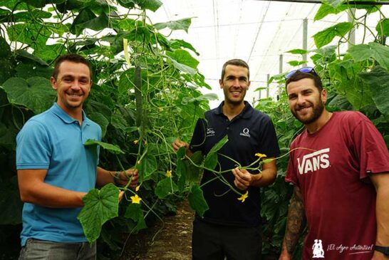 Precocidad y kilos en un ciclo de pepino de primavera con Quantum en Lújar