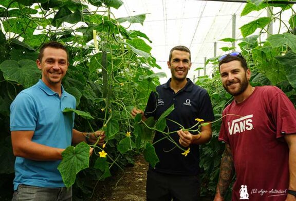 Precocidad y kilos en un ciclo de pepino de primavera con Quantum en Lújar