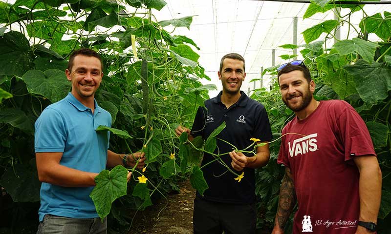 Precocidad y kilos en un ciclo de pepino de primavera con Quantum en Lújar