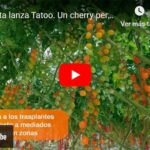 Syngenta lanza Tatoo, un cherry pera naranja muy productivo con resistencia a rugoso