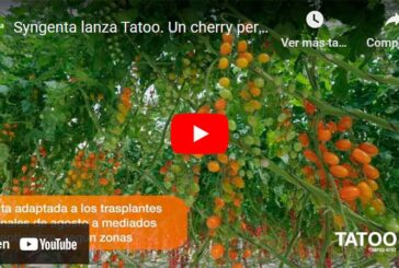 Syngenta lanza Tatoo, un cherry pera naranja muy productivo con resistencia a rugoso