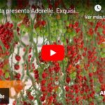 Syngenta presenta Adorelle, exquisito cherry rojo pera con resistencia a rugoso