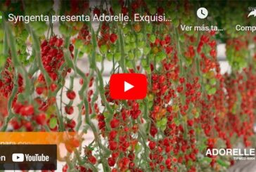 Syngenta presenta Adorelle, exquisito cherry rojo pera con resistencia a rugoso