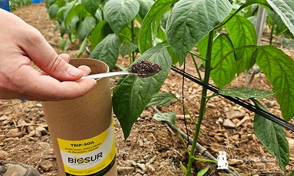 Bichos en Dalías en la previa de la campaña 2024/25 con Trip-Soil de Biosur- noticias-agroautentico.com