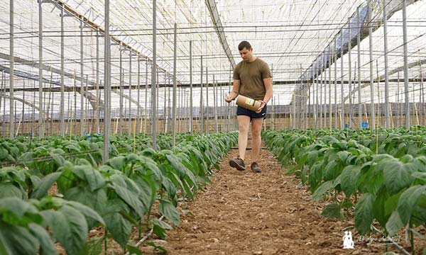 Control biológico en Dalías en la previa de la campaña 2024/25 Biosur con Trip-Soil