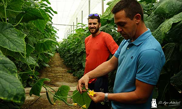 Ventura Arroyo, técnico de Agrinova, con el productor J. Antonio Acosta comentan los resultados de la gama Quantum / agroautentico.com