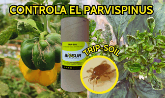 HEADER BIOSUR JUNIO 24