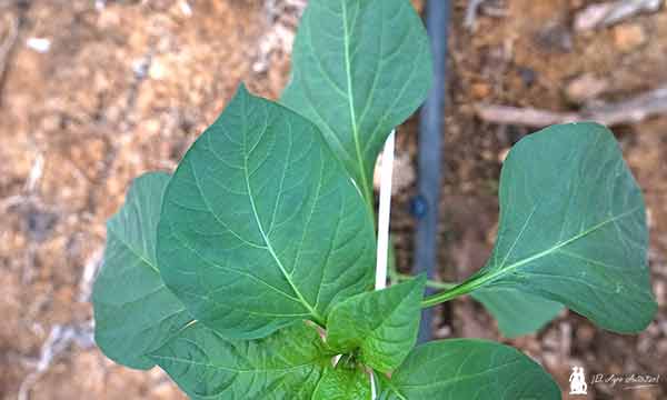 Riego inteligente en pimiento en invernaderos de Berja, Almería / agroautentico.com