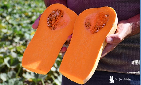 Las nuevas cacahuete de Sakata mejoran el almacenaje para tener calabaza nacional más tiempo 3